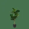 CASA FIGI Nero, Verde Scuro| Piante Artificiali