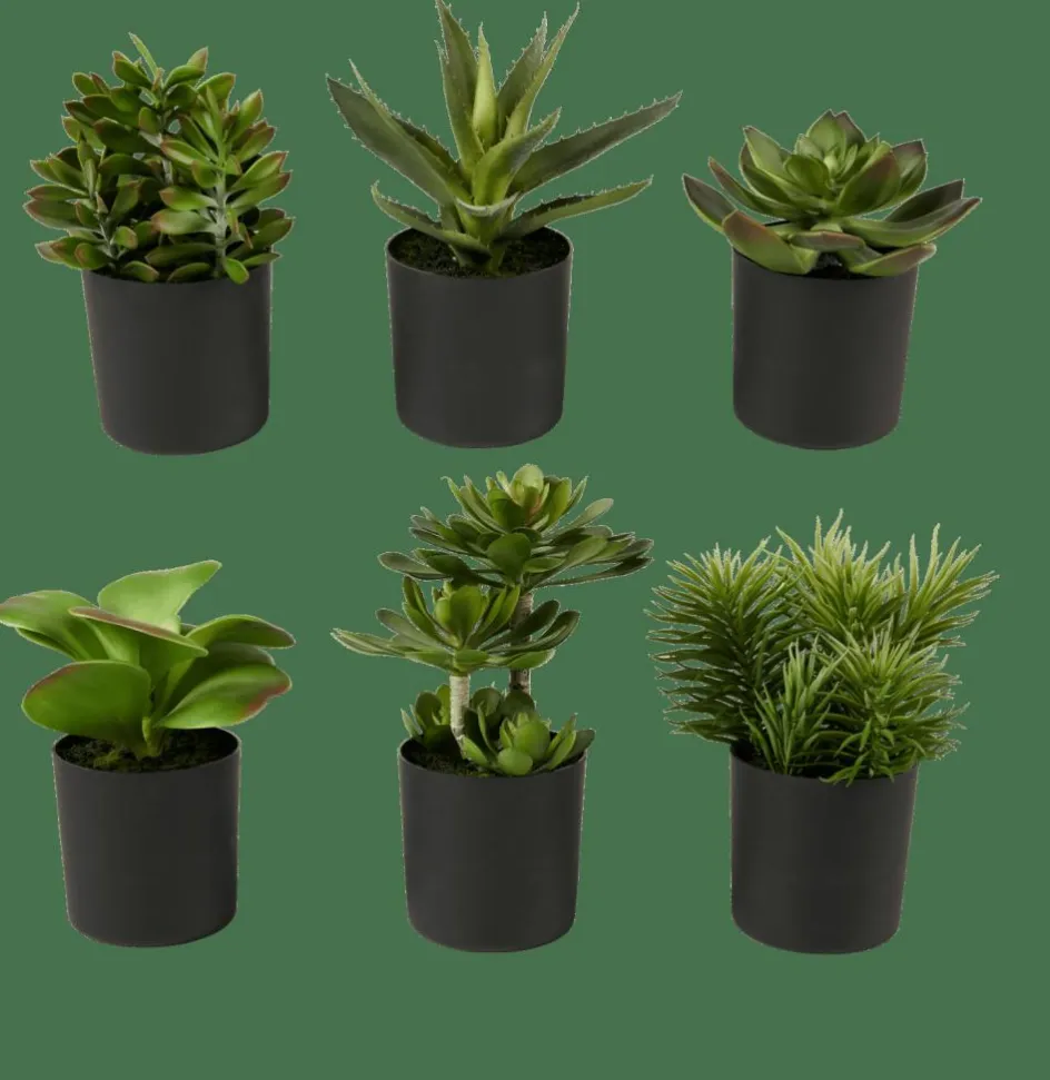 CASA MOHAVE Vari Colori| Piante Artificiali