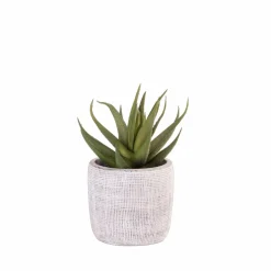 CASA OAK Piedistallo Naturale| Ciotole Decorativi|Supporti Per Piante